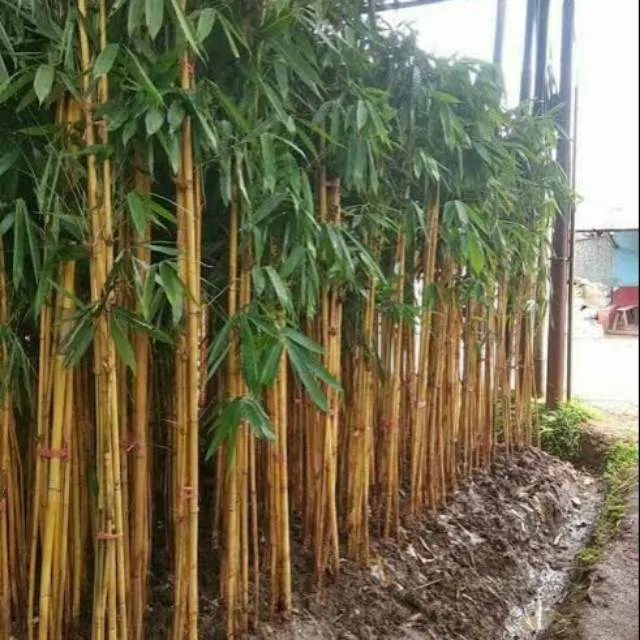 jual bambu kuning panda